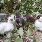 دجاج قطني عمر شهرين وشهرين ونص