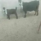 الطائف حي الواصليه