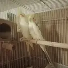 جوز كروان لاتينو