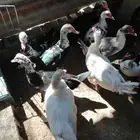 بط مصري جوز الاناثي 80