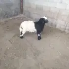 طلي نعيمي جذع فل شحم