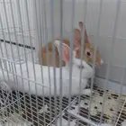 ارانب نيوزلندي