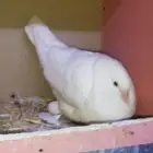 حمام طيور