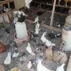 حمام لبيع تقرينا 60 حبه على السوم