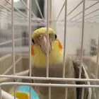 طير كروان عمره سنتين يغني و اليف