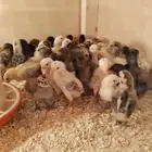 صوص بلدي