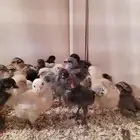 صوص بلدي
