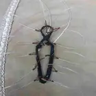 شبك لطرح الصقور