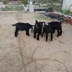 خرفان وتيوس