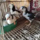 نعرض لكم شامو ألماني العدد 3