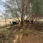 خرفان للبيع