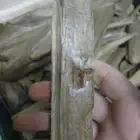 خشب عود مروكي طبيعي سوبر واقل خالي من تحسين