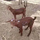 للبيع 2تيوس دهم