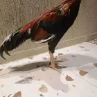 ديك باكستاني للبيع علي السوم