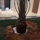 نخل عربي نقايل وفسايل ونخل واشنطوني