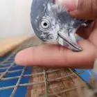 حمام باكستاني شينا