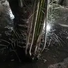 فسيله غر درجه اولى للبيع السعر 170 ريال فقط