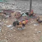 دجاج عربي على فونكس