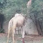 الباحه. دوس