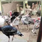 ديوك رومي