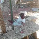حمام الكينج