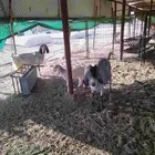 معزا ولد ووحده حليب