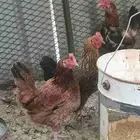 دجاج فرنسي احمر منتج