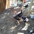بط مسكوفي القصيم الطرفية