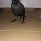 غربان فروخ الجنس مجهول العمر مجهول السعر على السوم