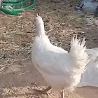 دجاج بياض بلدي للبيع