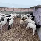 بربري مربا ثني وجدعان