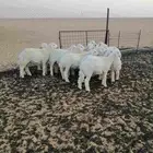 خرفان حريه