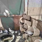 حمام هندي بكستاني عادي مشكل ومنتج والان فيه الي مبيض ومفرخ