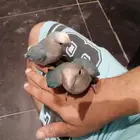 انواع الطيور الاليفه