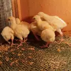 فروخ رومي تم تم البيع