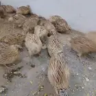 صمان للبيع