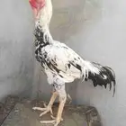 ديك حجازي