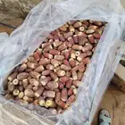 صقعي فاخر