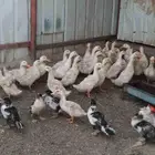 بط بكيني العدد 70 حبه يزيد ينقص بحقه العمر اربعه شهور