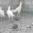 طقم سندي ابيض صك