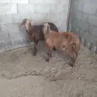 جذعان سواكن عل حد الغلاق