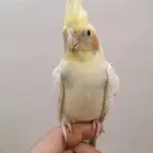 كروان اليف وهدد للبيع