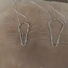 شبك لطرح الصقور