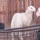 طلي لباني