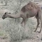قعدان وبكار للبيع