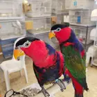 السلام عليكم ورحمة الله وبركاته