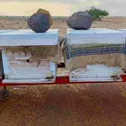 نحل فرنجي العدد 14 اكثرها فل براويز ناحله