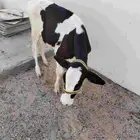 بقره هولندية العمر 5 شهور