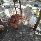 ديك رومي