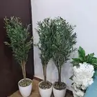 شجر زيتون صناعي وجذع طبيعي ارتفاع متر ونص ومتر